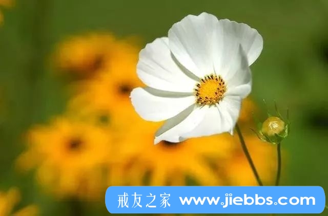 ”邪淫者家庭共有的现象