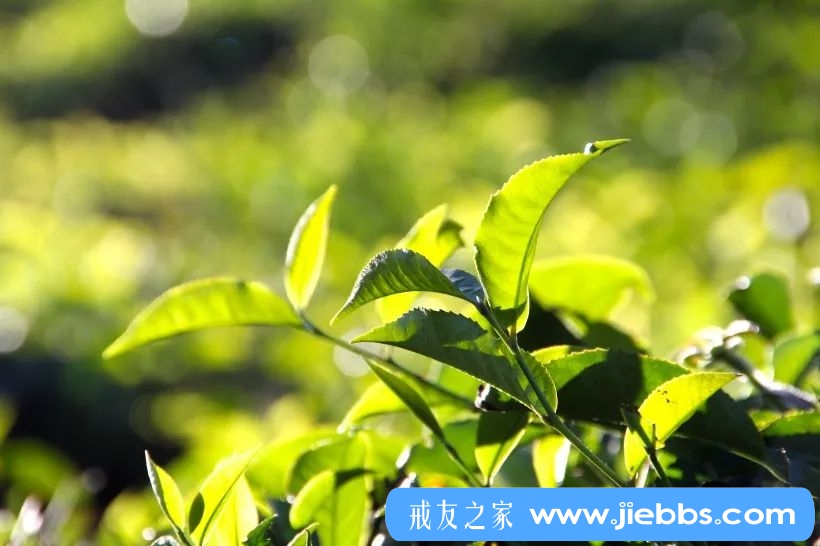 ”31岁老男人，大叔级人物，“为梦想再搏一次”