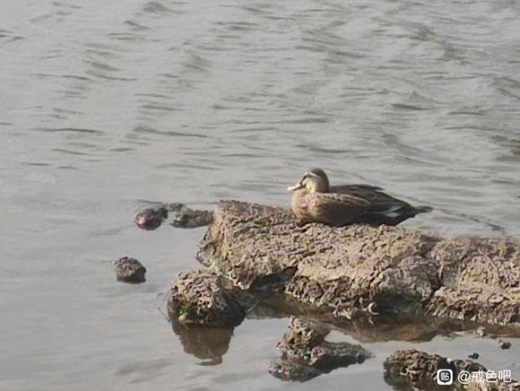 ”jie一年后脑力会有巨大变化吗