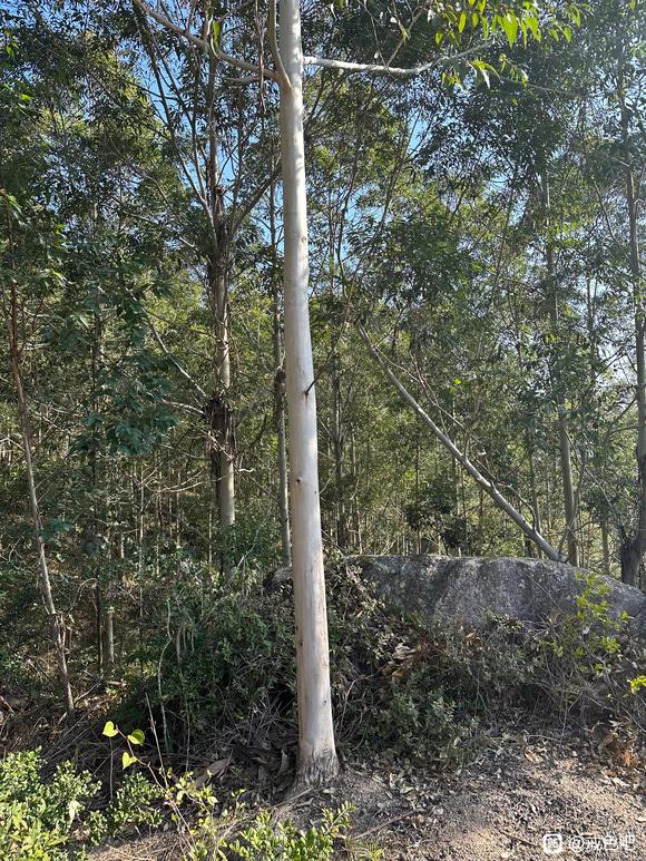 ”这是什么树啊