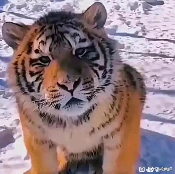 ”终于4级可以发帖了，立个flag，大家一起加油