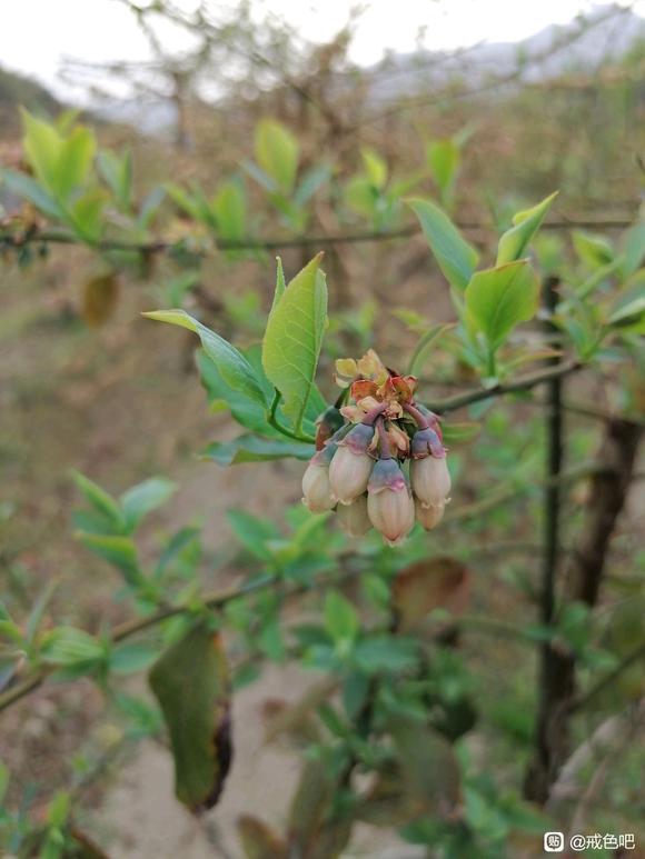 ”吃全素也会有欲望强烈的时候吗？