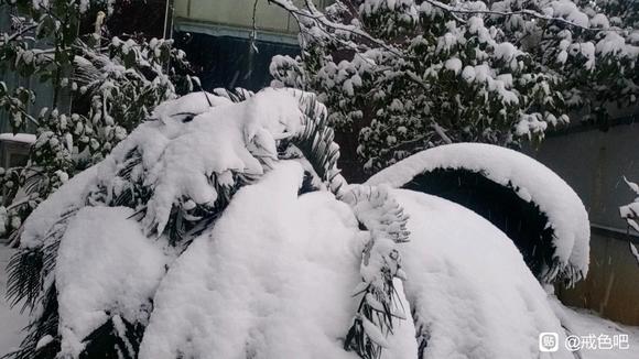 ”【成长记录】戒色十天了