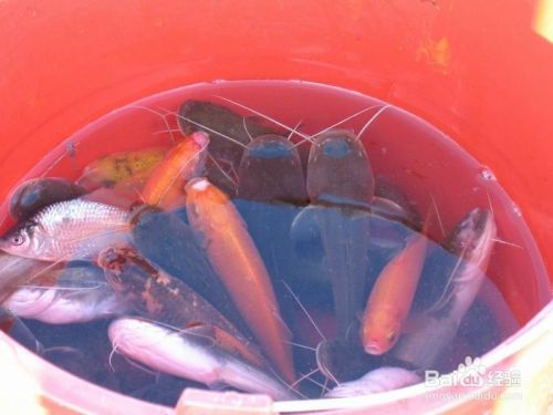 ”放生鱼儿要注意什么