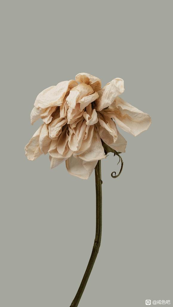 ”打卡挑战，希望师兄们能监督我。这一次坚持到底