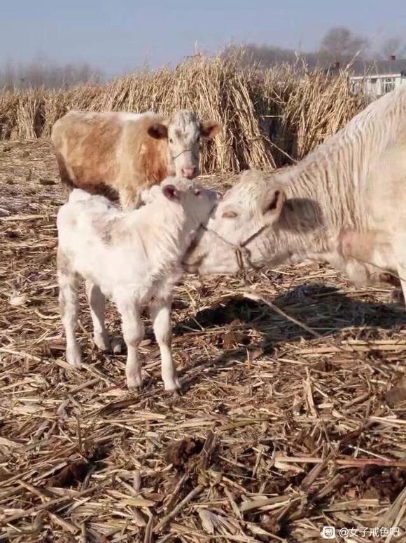 ”素食与不杀——尊重生命的起点，远离战争的深因。