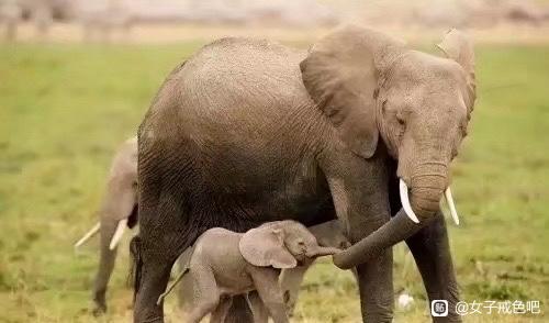 ”素食与不杀——尊重生命的起点，远离战争的深因。