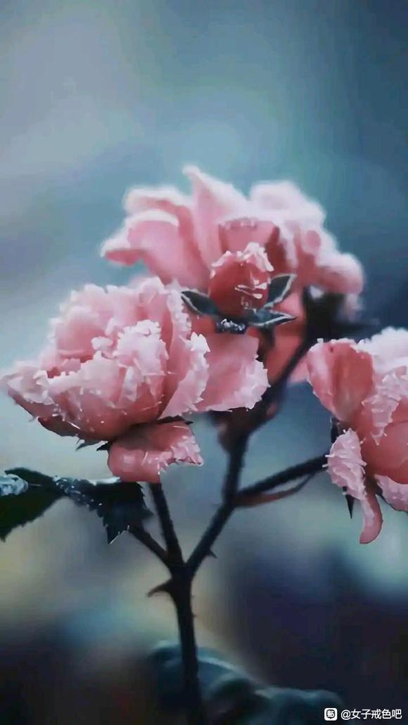 ”【转载】两年戒s路，与大家分享其中的苦与乐！