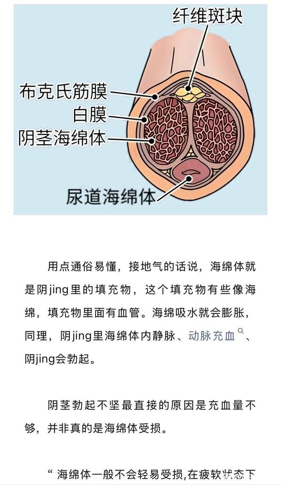 ”手淫过度会损害海绵体吗？