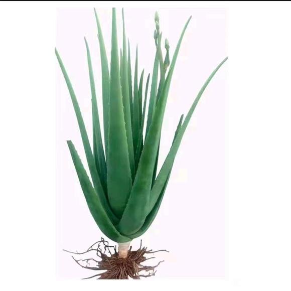 ”芦荟戒邪淫法