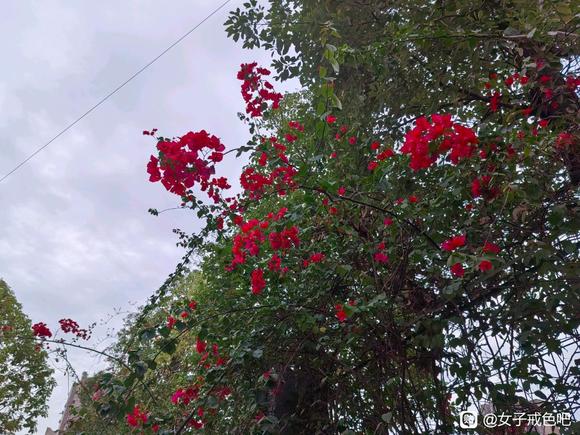 ”亲爱的朋友们好久不见