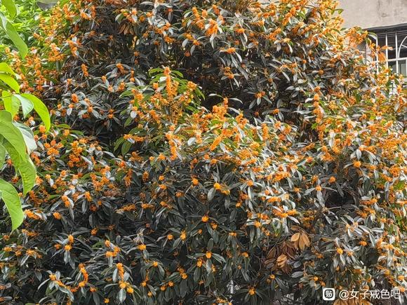 ”亲爱的朋友们好久不见