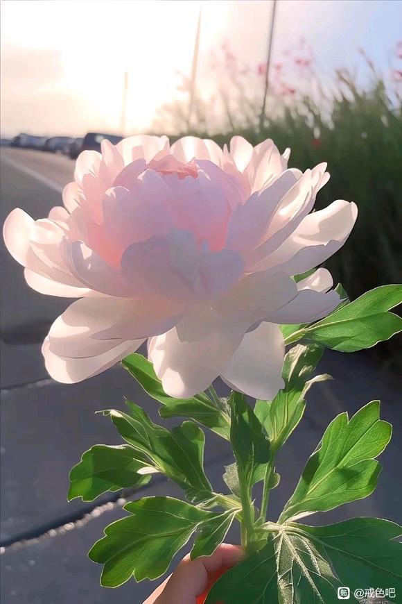 ”立志单身一辈子