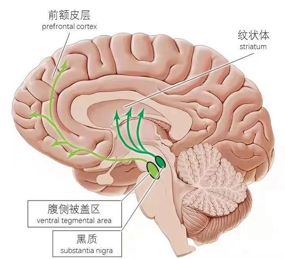 ”这一篇讲透多巴胺（本文章来自正气博主