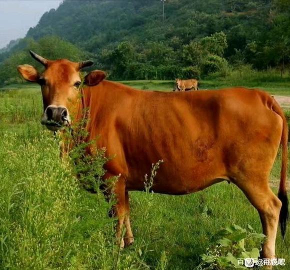 ”愿善恶有报，愿，正气长存！！！！！