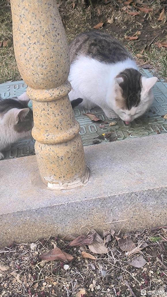 ”兄弟们，我今天去放生了