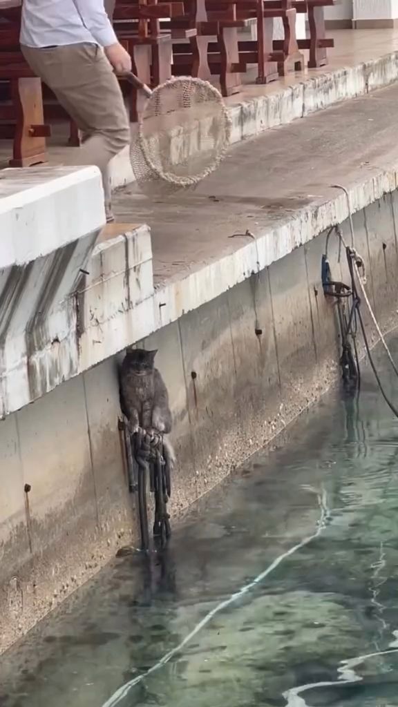 ”分享：好心人救起了一只落水喵～