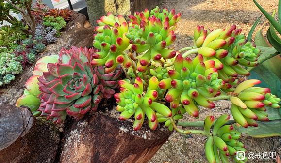 ”#微信看病卖药是假的#戒色365天之第238天