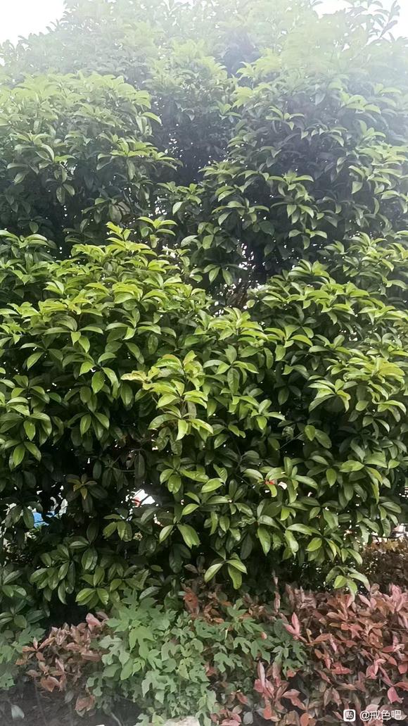 ”关于耳鸣脑鸣