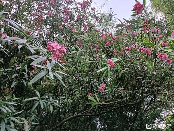 ”救急！来个人陪我聊天