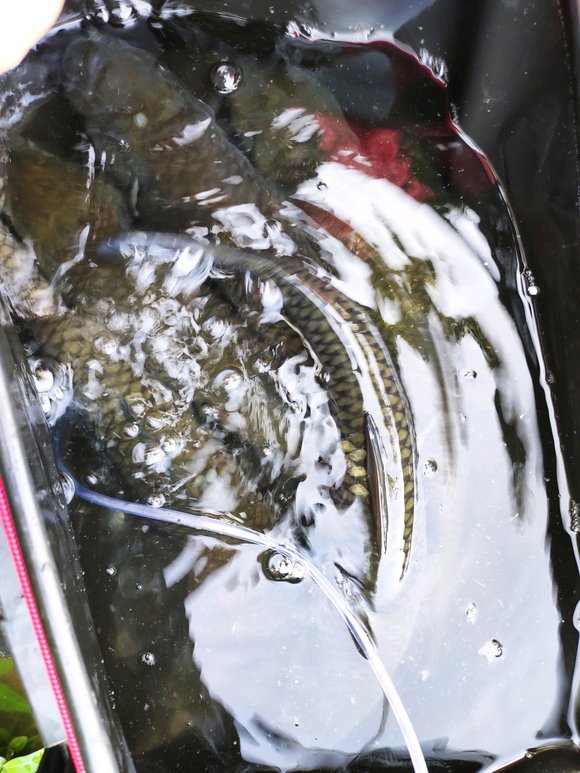 ”珠海周末放生，草鱼，鲤鱼，泥鳅，两个人，多亏有增氧设备。感谢