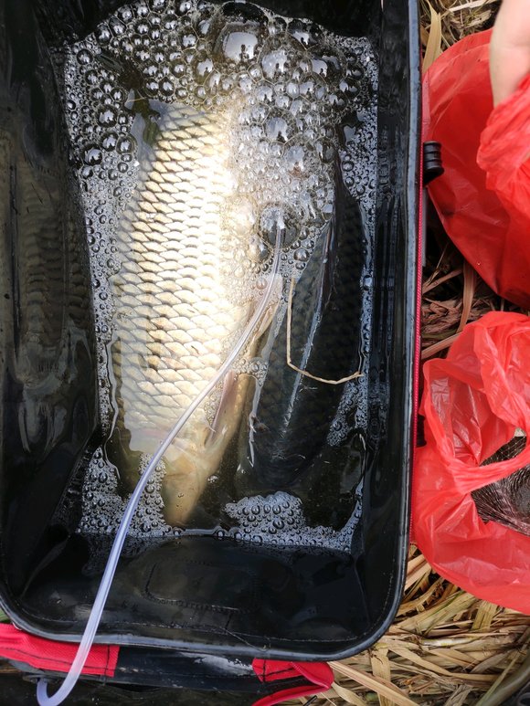 ”珠海周末放生，草鱼，鲤鱼，泥鳅，两个人，多亏有增氧设备。感谢