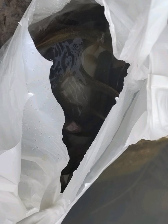 ”第一次放生，希望可以坚持下去！