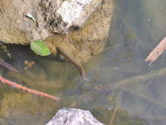 ”第一次放生，希望可以坚持下去！