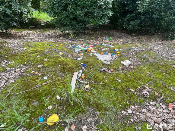 ”端午溜达在小树林，顺便保护下环境